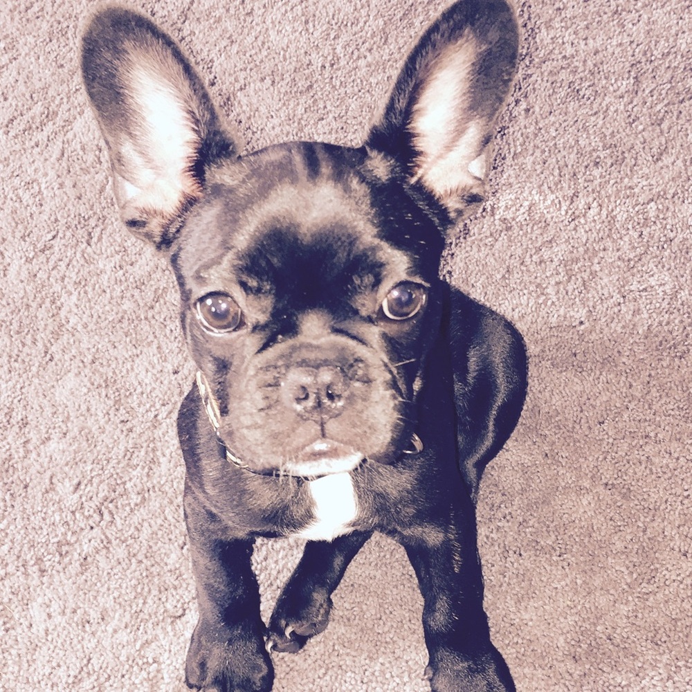 Meet your Posher Raffydogs - Picture 5 of 7